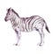 Watercolor realistic zebra animal