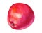 Watercolor red apple on white background. Handrawing illustration