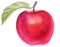 Watercolor red apple on white background. Handrawing illustration