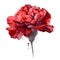 Watercolor red carnation isolated on white background. Vector illustration.