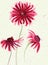 Watercolor red flowers gerbera. Illustration for decoration.