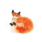 Watercolor red fluffy sleeping fox in on white.