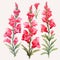 Watercolor Red Gladiola Isolated On White For Painting