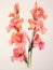 Watercolor red gladiolus on white background