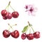 Watercolor red jucy cherries set with flower