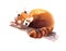 Watercolor Red Panda Sleeping on the Branch Hand Drawn Animal Illustration on white background