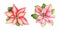 Watercolor red and pink poinsettia flowers with green leaves on
