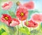 Watercolor of red poppies on sunny flowerbed