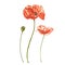 Watercolor red poppies. Wild flower set isolated on white. Botanical watercolor illustration, red poppies bouquet