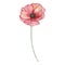 Watercolor red poppy, August month birth flower