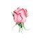 Watercolor red rose bud flower plant herb spring flora isolated