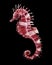 Watercolor red seahorse. Realistic marine inhabitant. Seahorse