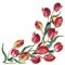 Watercolor red tulips corner on a white background. Floral pattern for desig