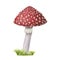A watercolor redcap fly agaric on green grass. Hand-drawn poisonous mushroom with dots on red cap and ring on grey stipe