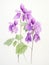 Watercolor Rendering of Jovellana Violacea AI Generated