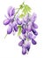 Watercolor Rendering of Jovellana Violacea AI Generated