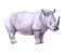 Watercolor  rhinoceros animal
