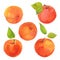 Watercolor ripe apricots