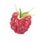 Watercolor ripe raspberry