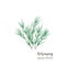 Watercolor  of rosemary. Isolated eco natural herbs illustration on white background. Vector illustration EPS10
