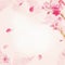 Watercolor sakura flower background