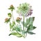 Watercolor Scabiosa Floral Clipart. Beautiful Watercolor set . Isolated on White Background.