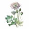 Watercolor Scabiosa Floral Clipart. Beautiful Watercolor set . Isolated on White Background.