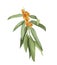 Watercolor sea-buckthorn illustration. Honey herb