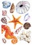 Watercolor sea ocean seahorse seashell coral ammonit urchin set