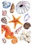 Watercolor sea ocean seahorse seashell coral ammonit urchin set vector