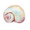 Watercolor sea round underwater shell hand drawn pink