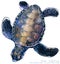 Watercolor sea turtle illustration.