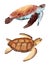 Watercolor sea turtle tortoise hand drawn illustration, ocean underwater marine nautical design, endangered species