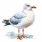 Watercolor Seagull Clipart Illustration On White Background