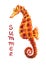 Watercolor seahorse illustration.