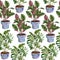 Watercolor seamless hand drawn pattern potted indoor flowers on white isolated background. Monstera calathea prayer