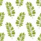 Watercolor seamless pattern with acacia leaves. Hand drawn vector background for packaging, textile