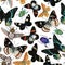 Watercolor seamless pattern with amazing tropical exotic butterflies and beetles.
