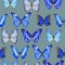 Watercolor seamless pattern with butterflies Morpho on grey