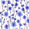 Watercolor seamless pattern chicory blue flowers. Spring watercolor illustration