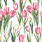 Watercolor seamless pattern with red and white tulip flowers