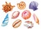 Watercolor seashells illustration, various seashells isolated on white background