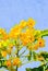 Watercolor of Senna surattensis flower
