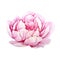 Watercolor separate pink blooming peony