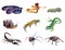 Watercolor set of animals tarantula, Spider, caterpillar, lizard, gecko, Scorpio, snail, cobra snake isolated