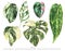 Watercolor set of aroid home plants. Botanical illustration, tropical summer green leaves