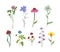 Watercolor set of assorted wildflowers, isolated on white background. Meadow plants and herbs. Hand painted coneflower, bluebell