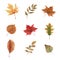 Watercolor set of autumn leaves on a white background.Beauty elegant leaves for texture, print, textile fabric, wallpaper