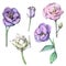 Watercolor set of beautiful eustoma flowers.