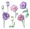 Watercolor set of beautiful eustoma flowers.